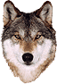 changing-wolf.gif